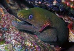 Moray and Shrimp. Image taken at Santa Clara Point, Sea o... by Allan Vandeford 